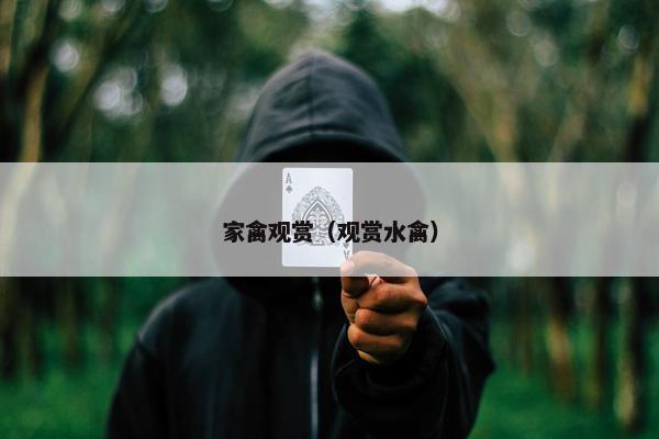 家禽观赏（观赏水禽）