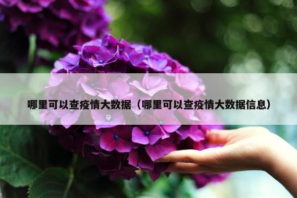 哪里可以查疫情大数据（哪里可以查疫情大数据信息）