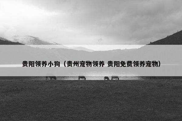 贵阳领养小狗（贵州宠物领养 贵阳免费领养宠物）