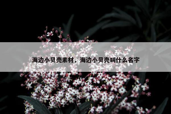 海边小贝壳素材，海边小贝壳叫什么名字
