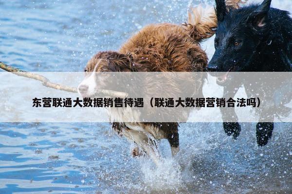 东营联通大数据销售待遇（联通大数据营销合法吗）