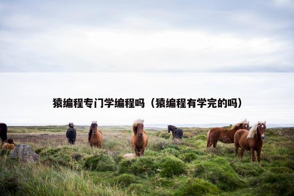 猿编程专门学编程吗（猿编程有学完的吗）