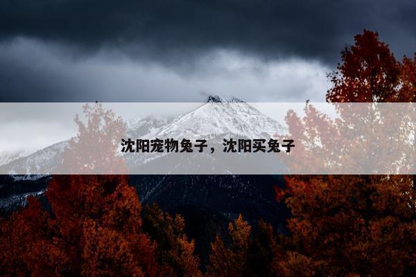 沈阳宠物兔子，沈阳买兔子