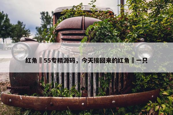 红角鸮55专精源码，今天接回来的红角鸮一只
