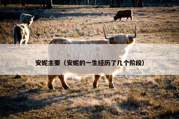 安妮主要（安妮的一生经历了几个阶段）