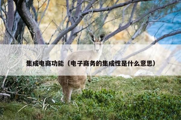集成电商功能（电子商务的集成性是什么意思）