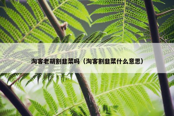 淘客老胡割韭菜吗（淘客割韭菜什么意思）