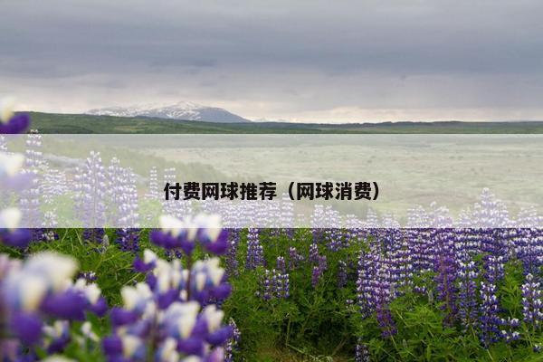 付费网球推荐（网球消费）