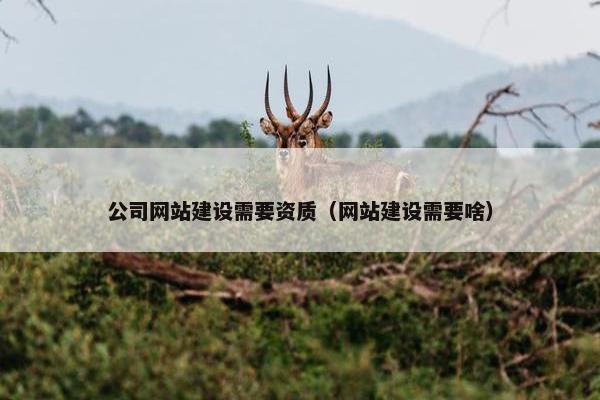 公司网站建设需要资质（网站建设需要啥）