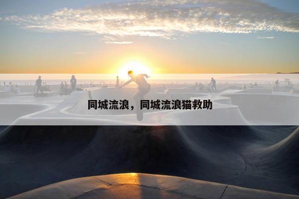 同城流浪，同城流浪猫救助