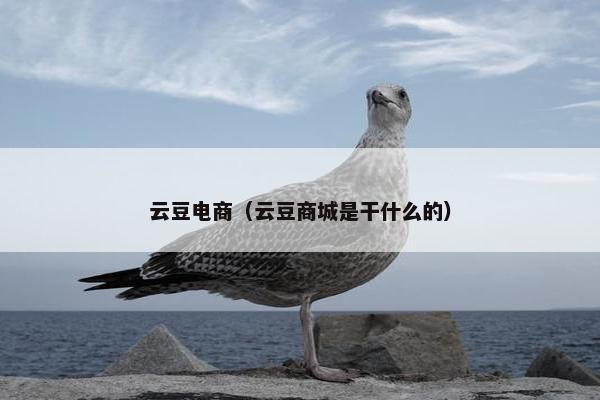 云豆电商（云豆商城是干什么的）